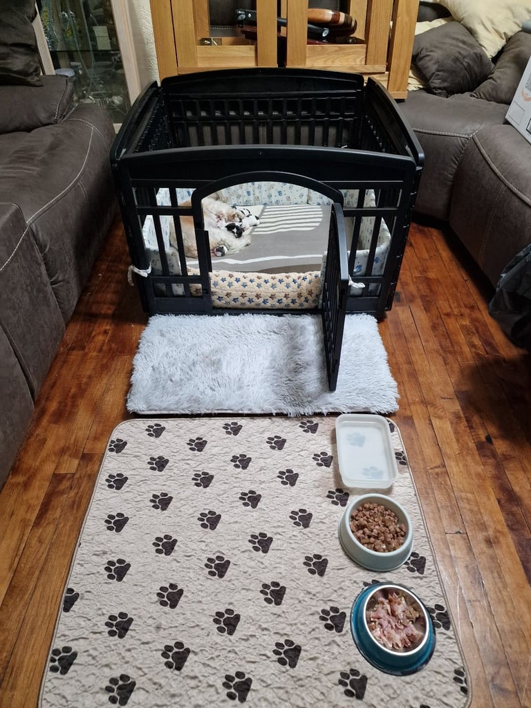 Meet Our Gorgeous Shih Tzu Puppies! 2 Girls & 5 Boys in Cardiff