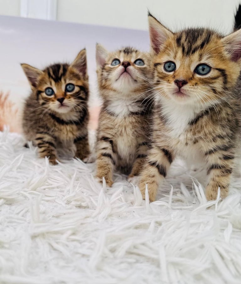 Kittens ready to go