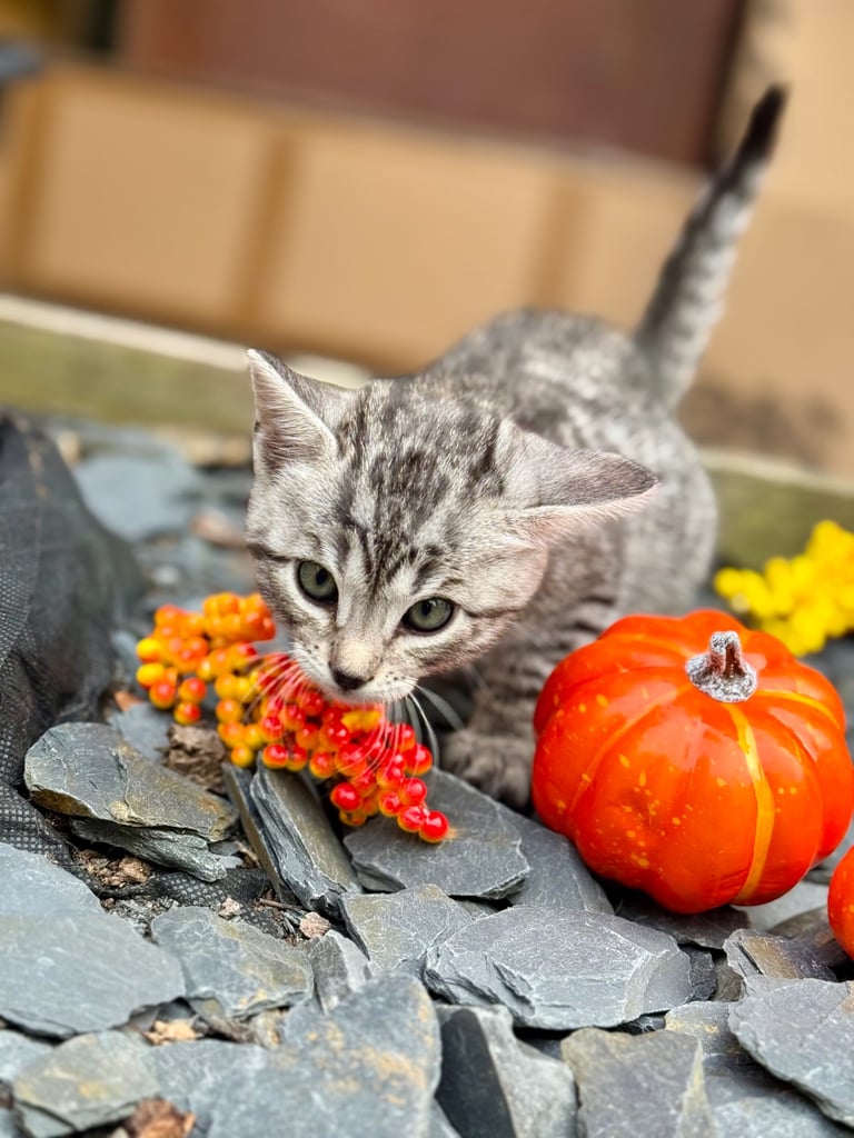 Beautiful Bengal Kittens 