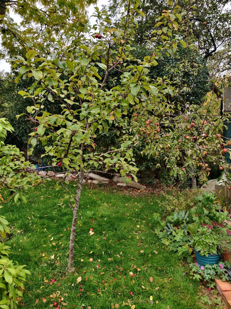 Crab apple tree Harry Baker 