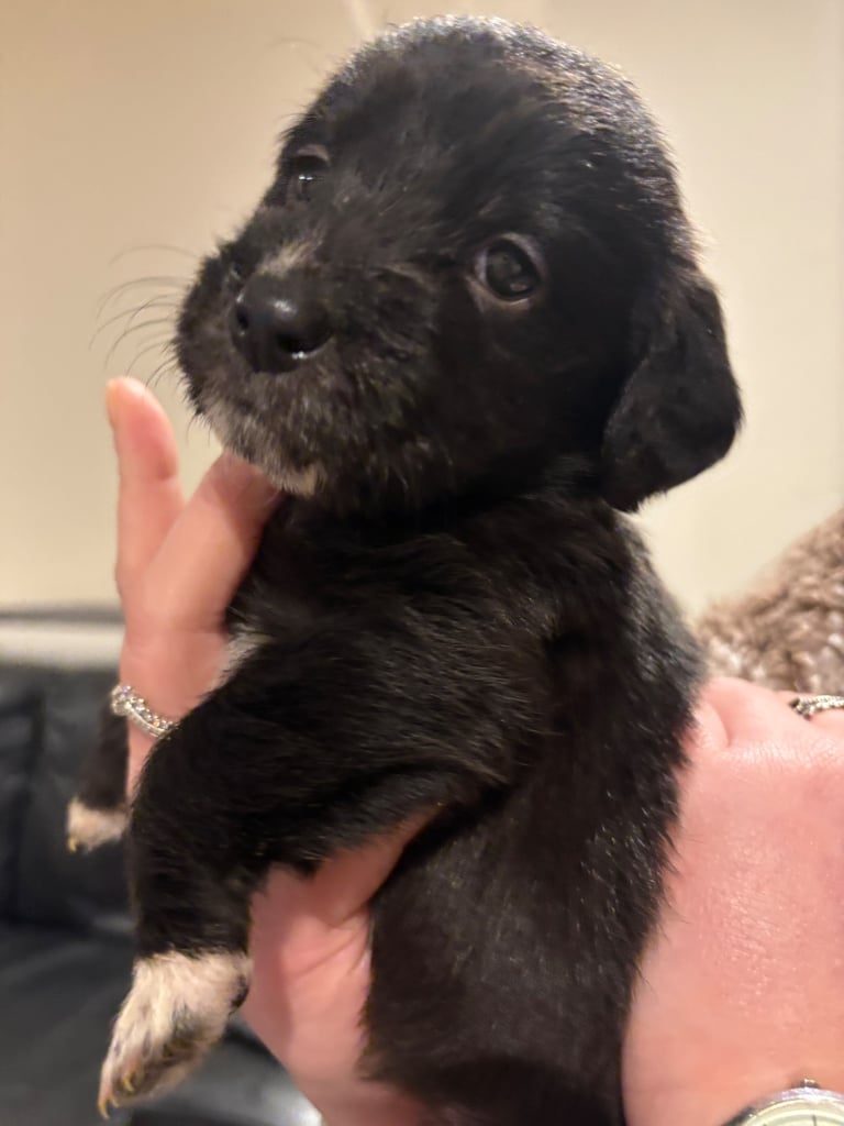Lab/cockapoo puppies for sale