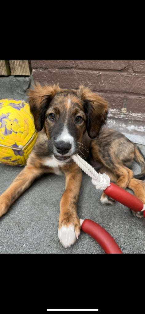 Male puppy cocker spaniel cross border collie