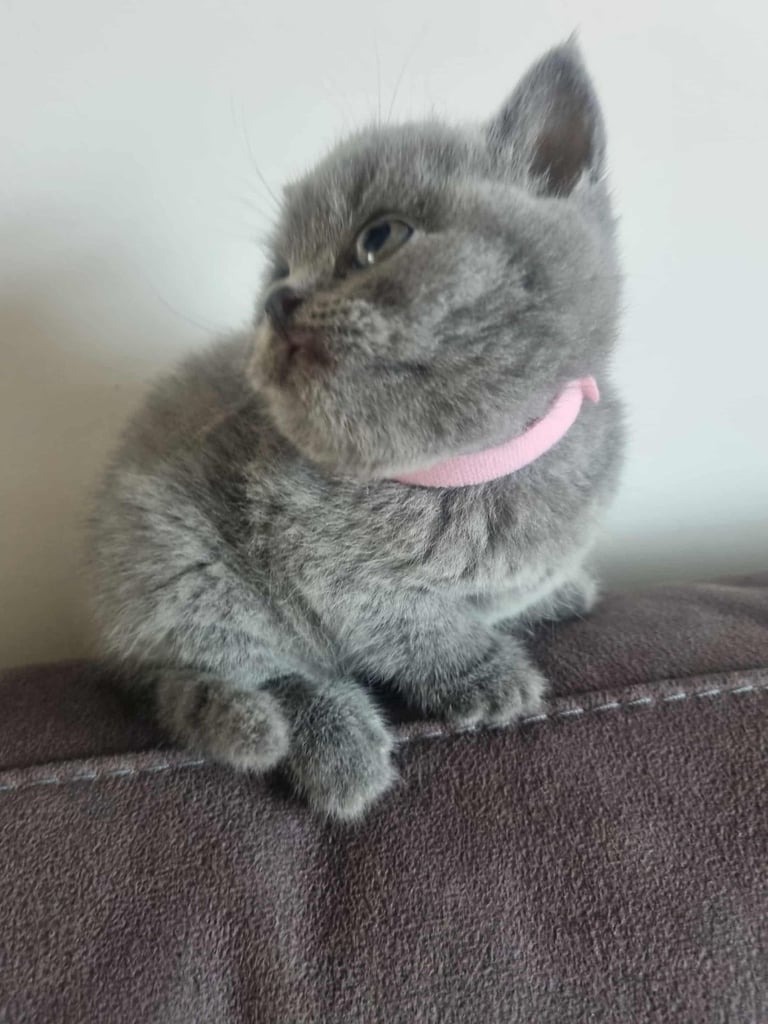 Beautiful British Shorthair kittens 