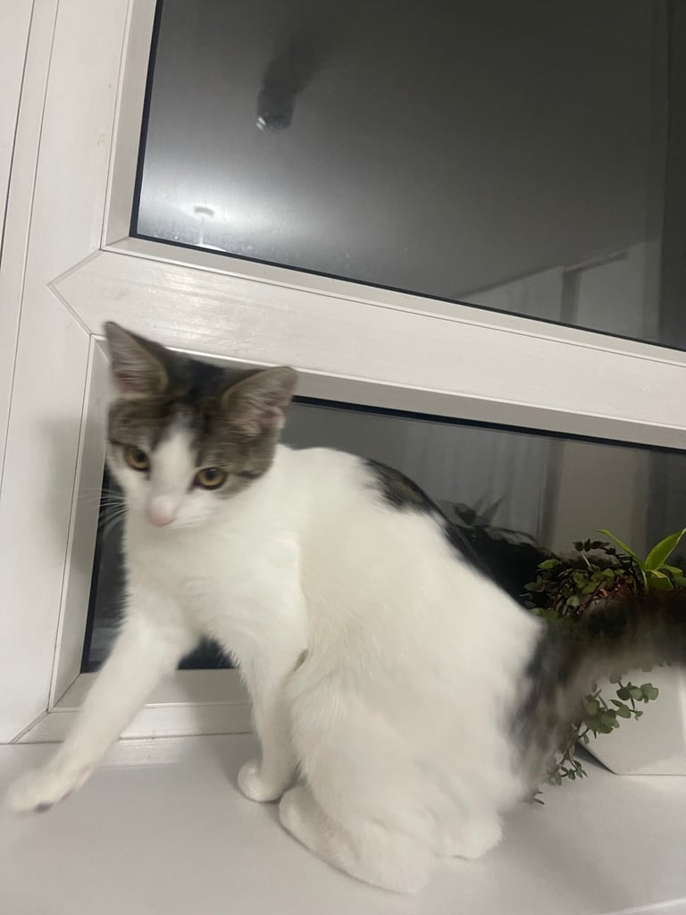 Adorable -19-week kitten for sale 