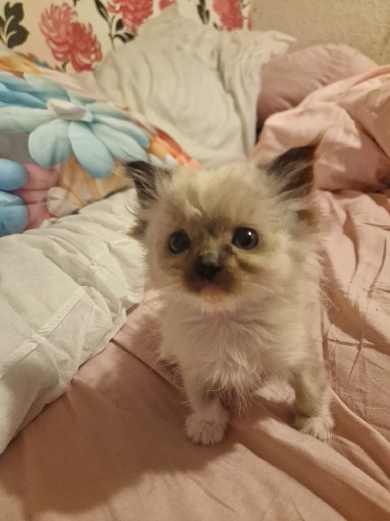  beautiful little girl-  pure Ragdoll kitten 