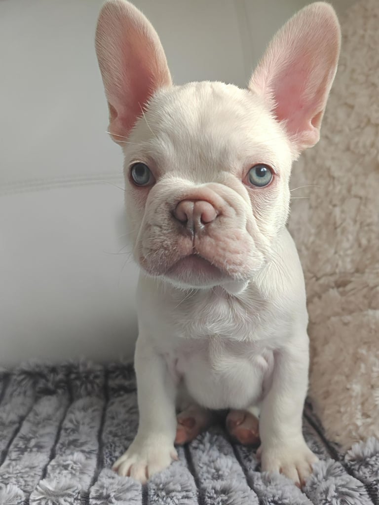 LAST ONE!! PRICE DROP !!PLATINUM MALE Chocolate merle and lilac fluffy carriers french bulldog