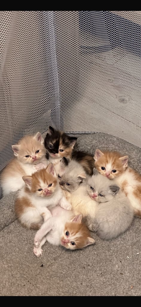 Persian Kittens for sale