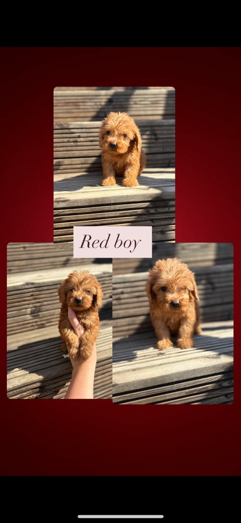image for 🐶Cockapoo puppies 🐶