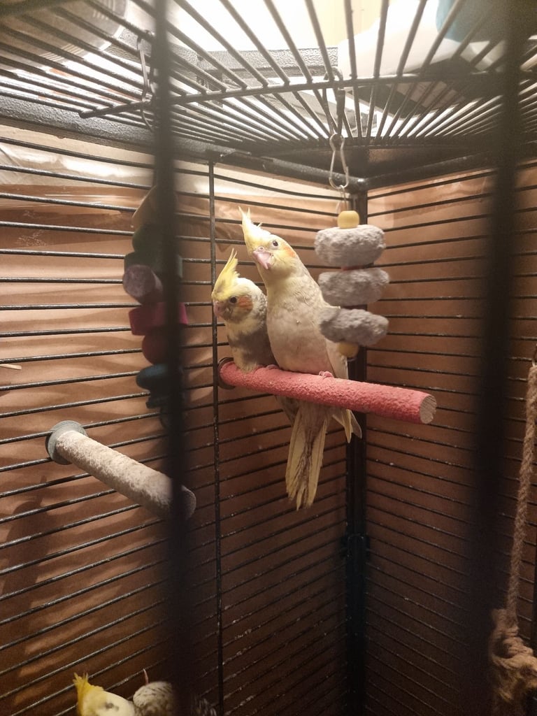 Ready in 2 weeks silly tame hand reared cockatiels