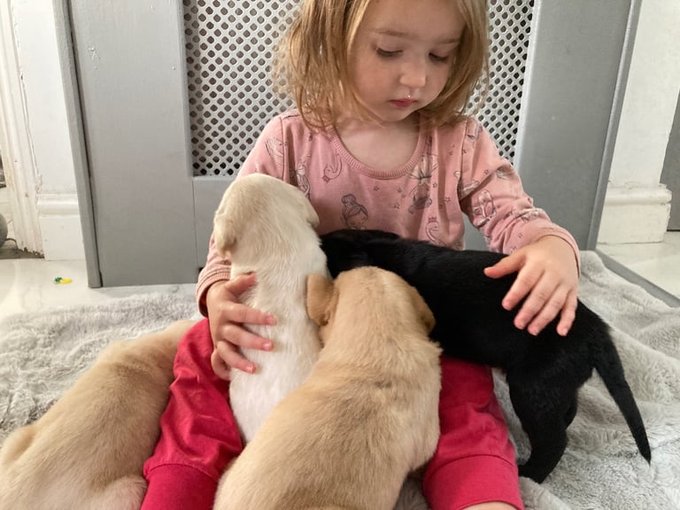 KC Labrador retriever 27.11.2025