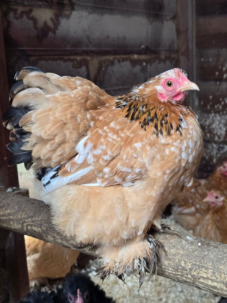 Pekin Bantams POL