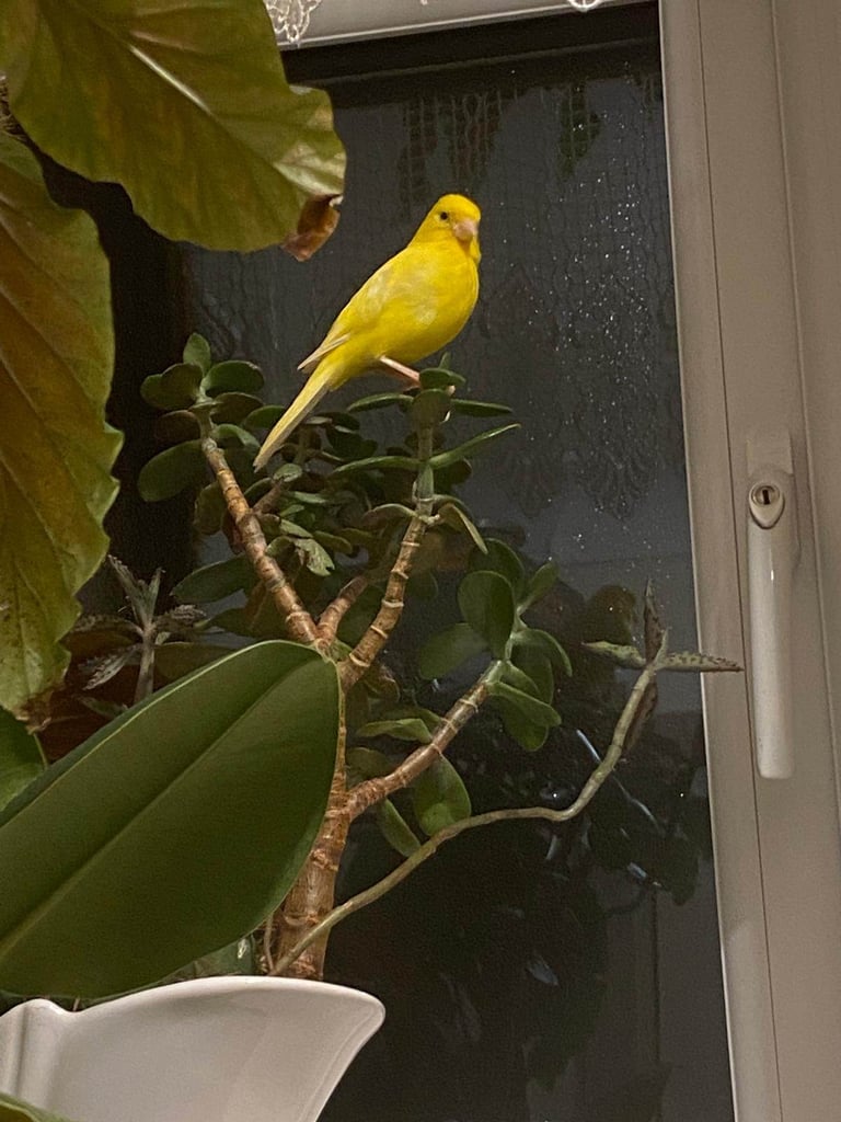 Yellow canary birds