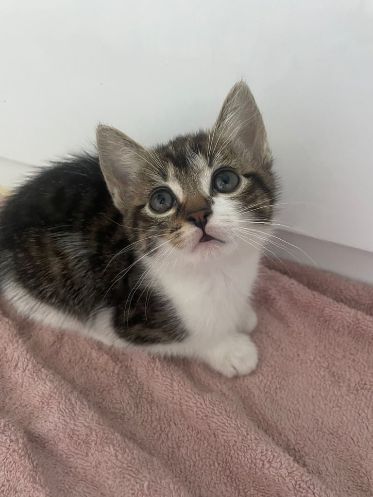 3 beautiful female kittens for sale 
