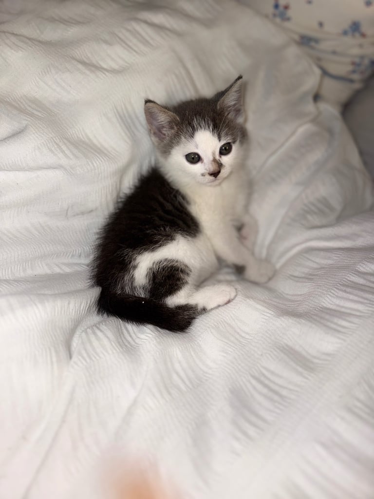 Kitten ready to leave 