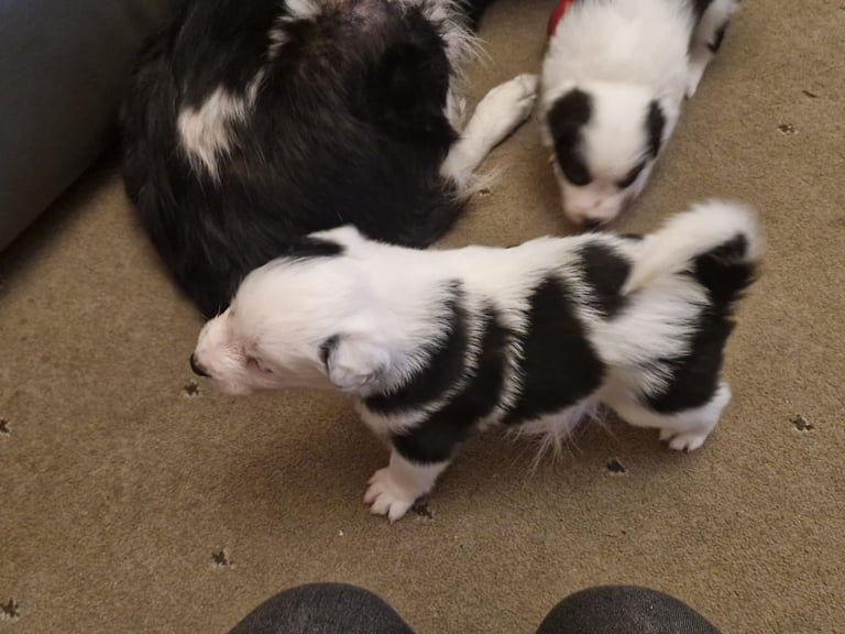 2 x black and white male puppies for sale 