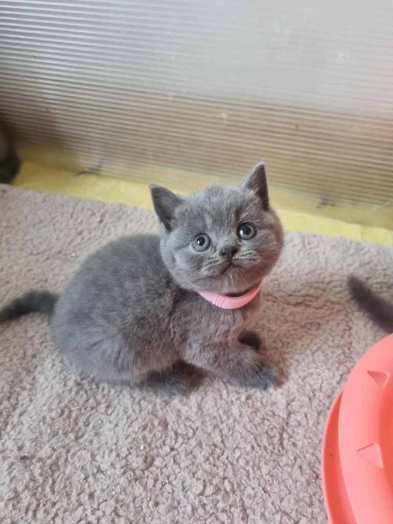 Beautiful British Shorthair kittens 