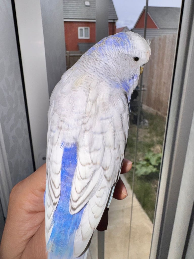 Budgie hand tame