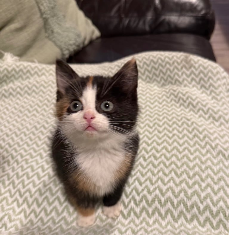 image for Gorgeous kittens ready to leave 