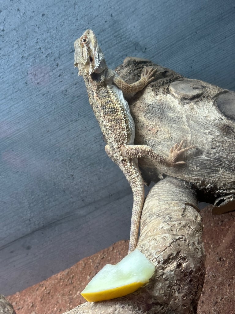 6 month male bearded dragon