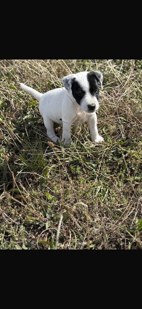 image for Jack Russel puppys 