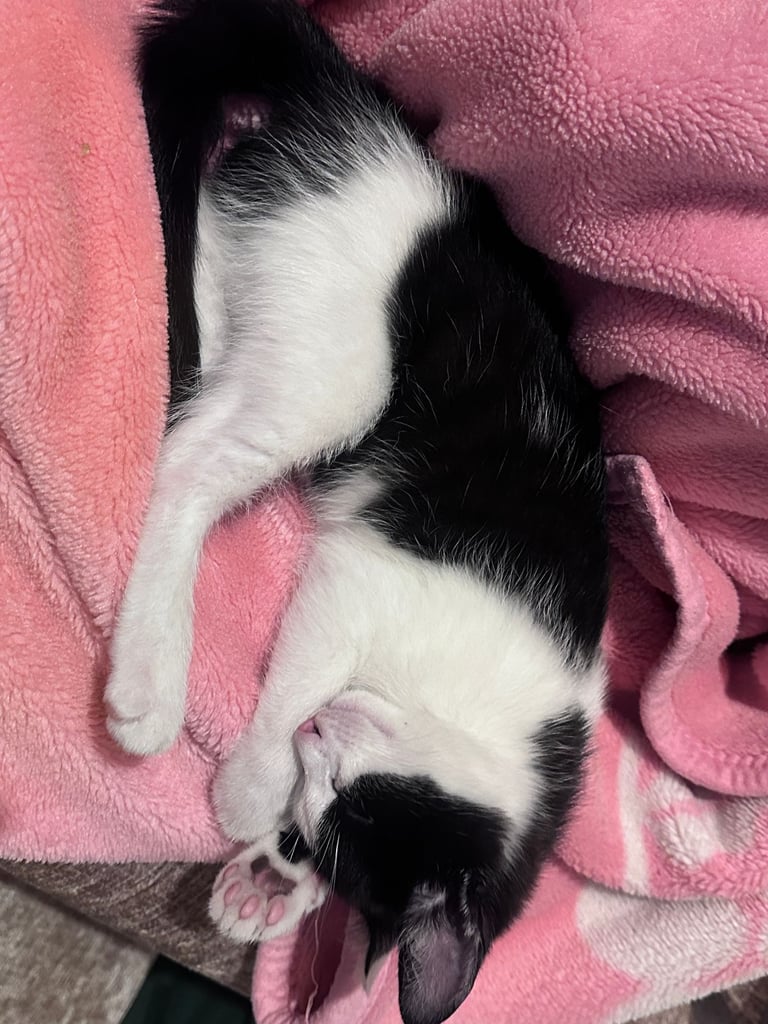 🐾 Adorable Kittens for  Sale🐾