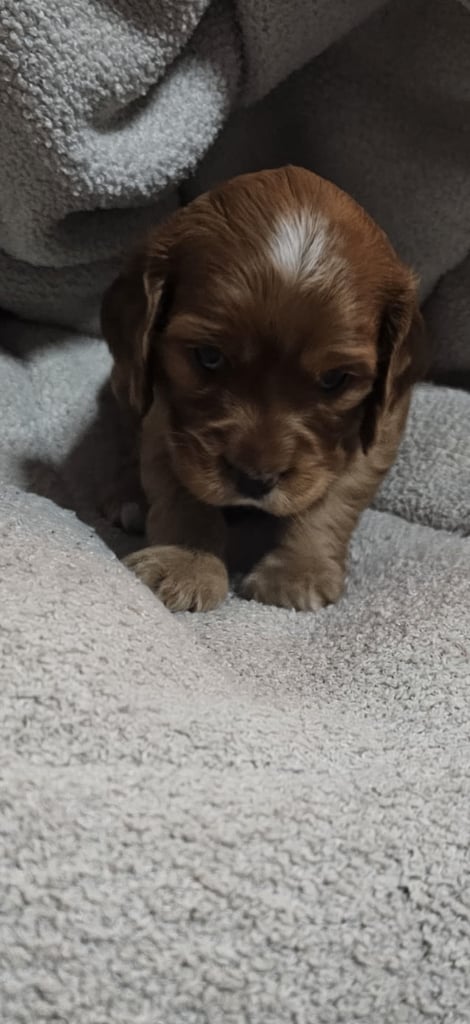 Ready to go! 1 beautiful show cocker spaniel for sale