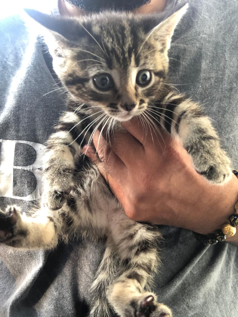 Stunning litter of Bengal X Ragdooll kiittens ready to go