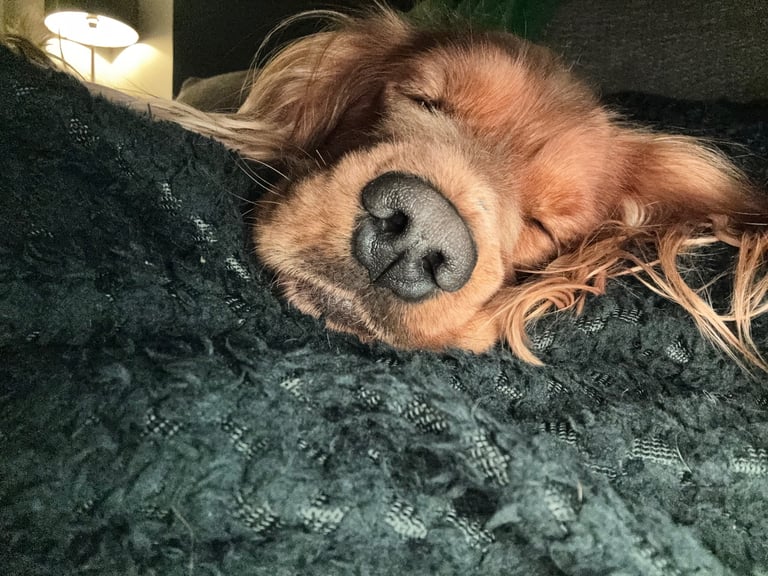 Male cocker spaniel 