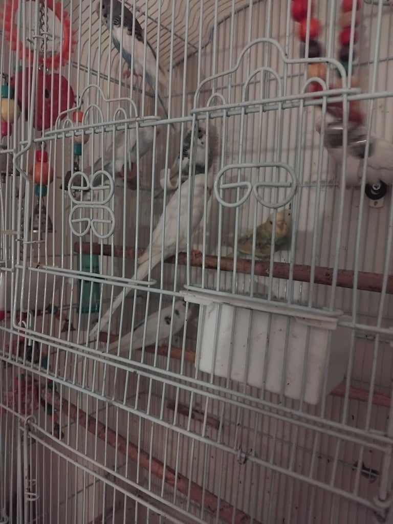 Budgies