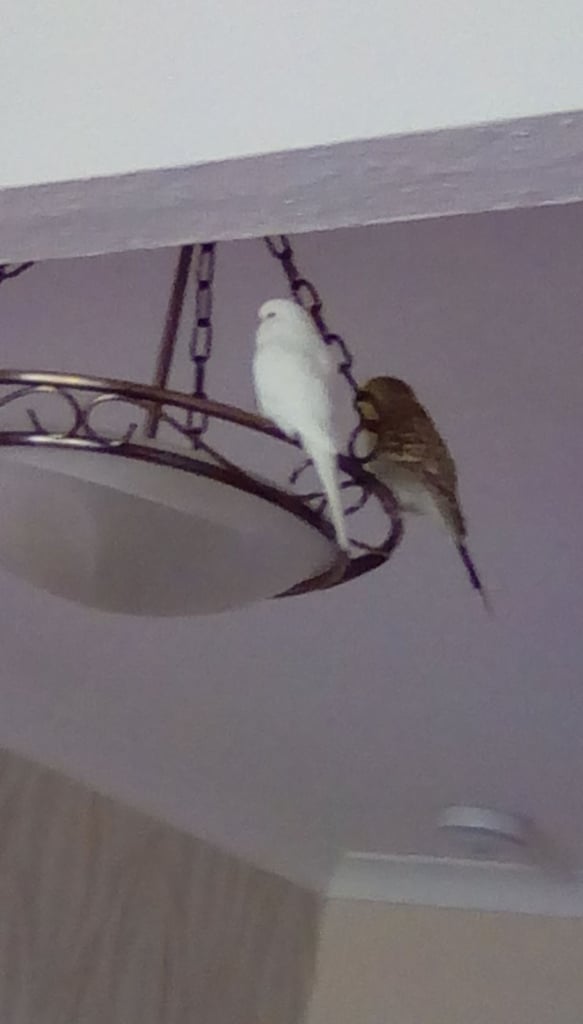 image for budgies in cage for sale