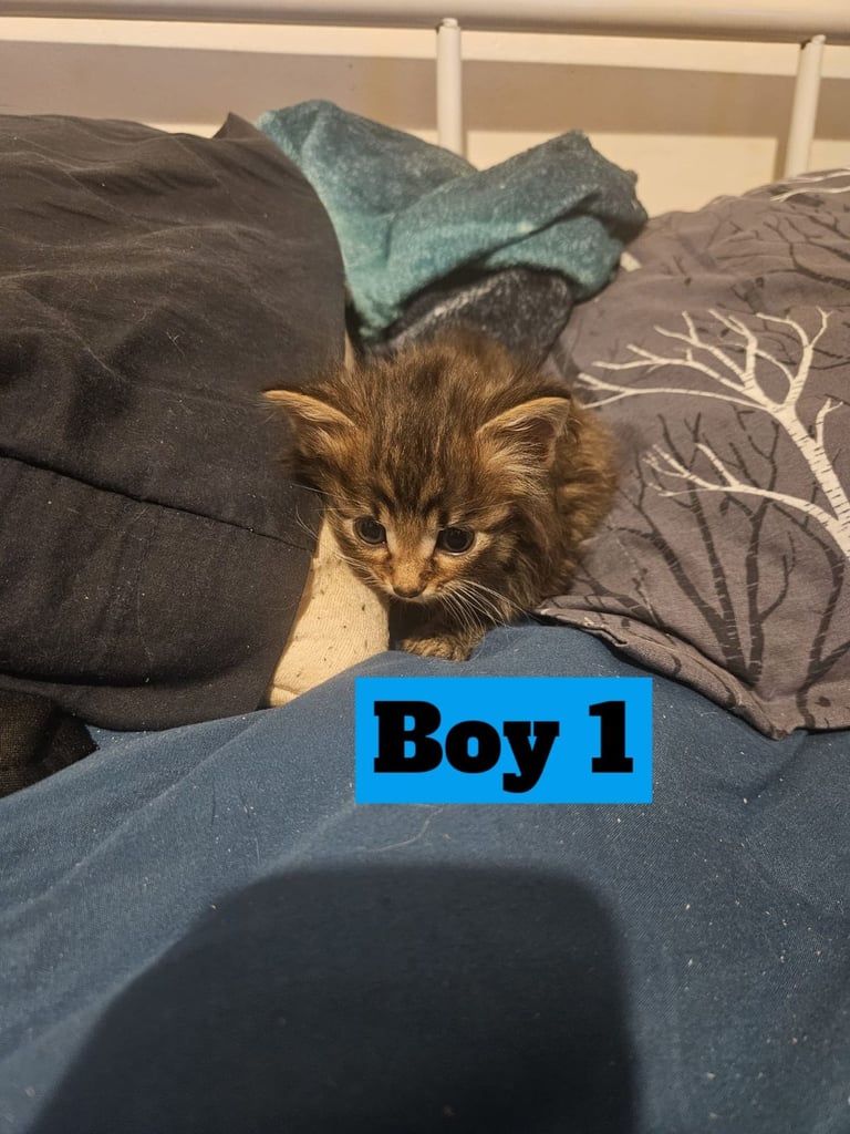 X5 Maine coon x Norwegian forest 