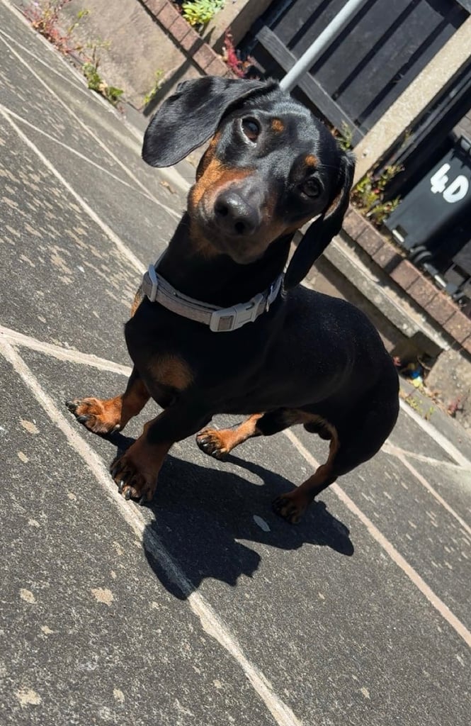 Male Dachshund 