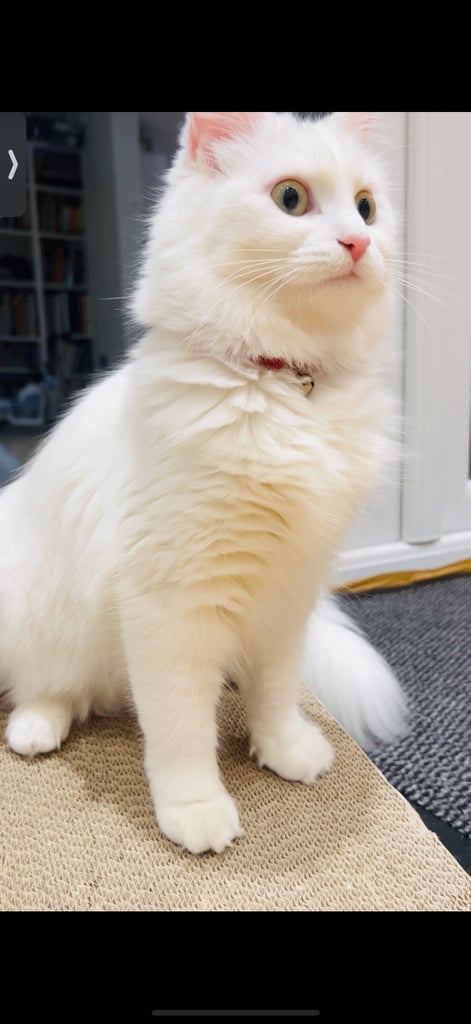 Turkish Angora