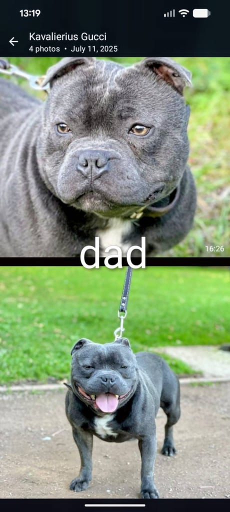 Staffordshire-bull-terriers-for-sale-in-dogs Gumtree