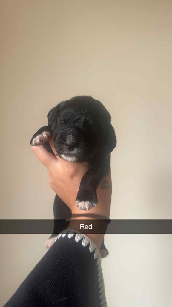 Excellent cocker spaniel puppies 🐾