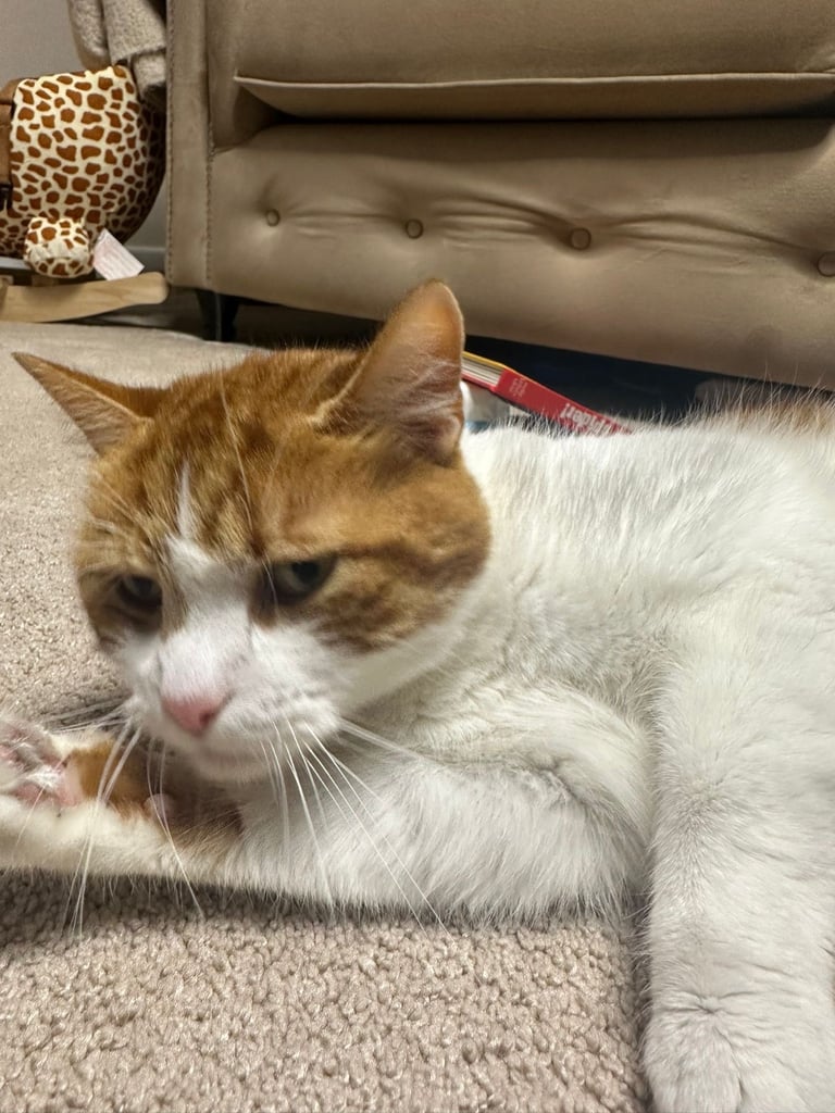 Tyson male cat