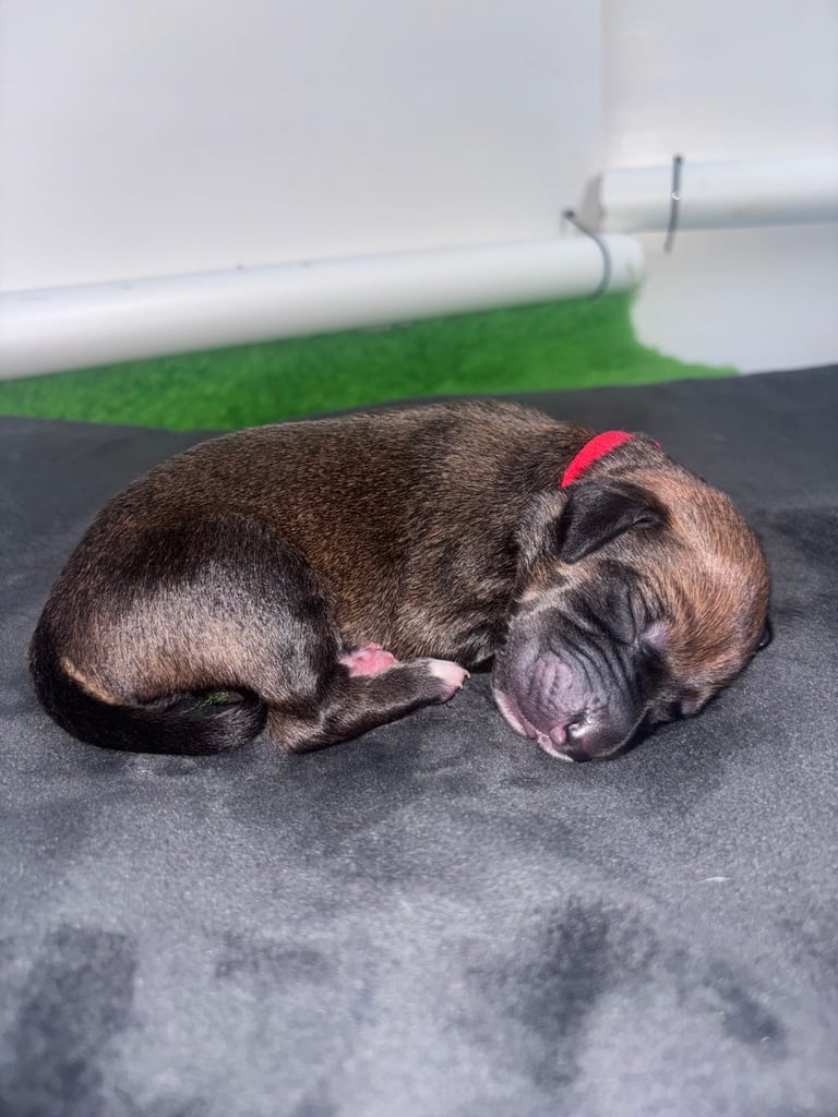 Saluki Bull Greyhound Puppies