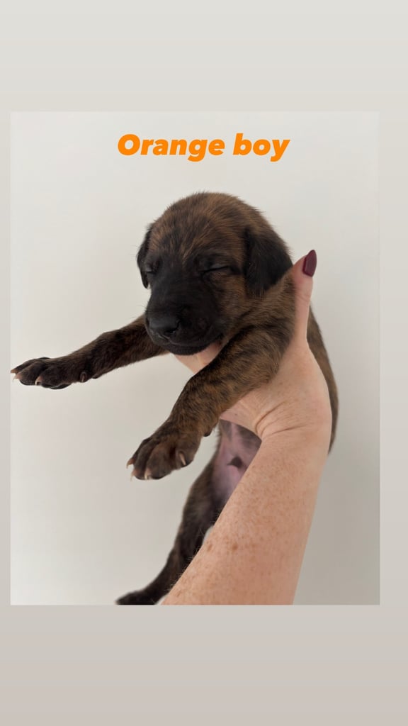 Pharaoh hound x whippet puppies 