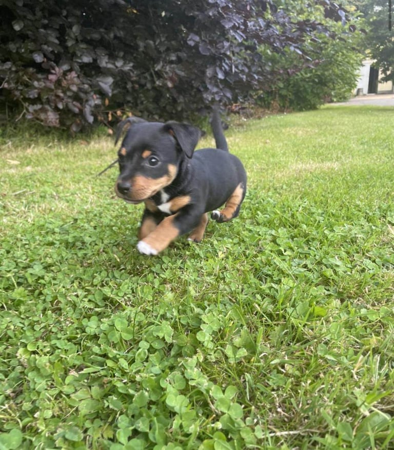 Medium Sized Black And Tan Small Dog Puppies For Sale Glasgow In - Main Image