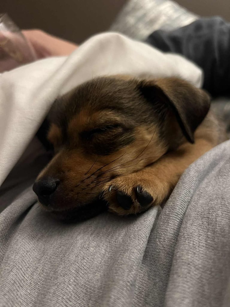 Miniature jack Russell 