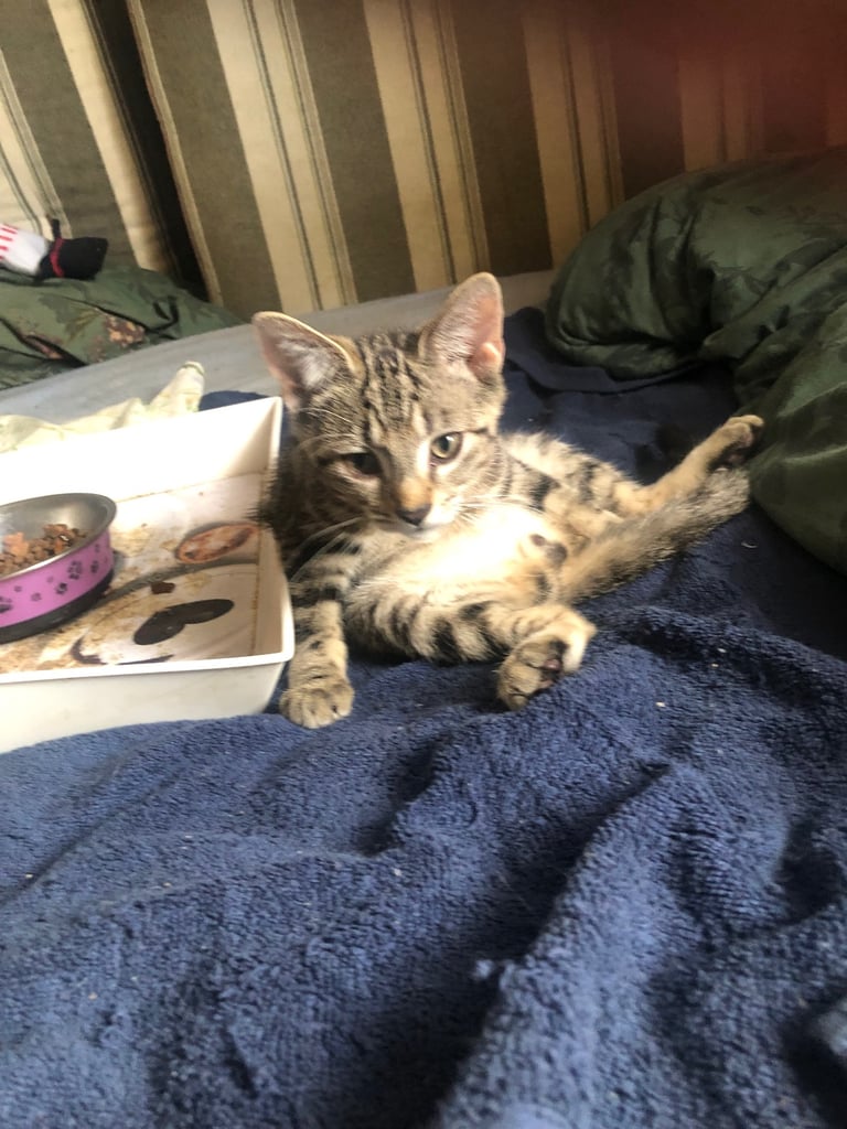 Bengal cross kitten male 