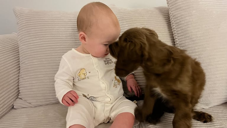 Rehome F1 Male Cavapoo Puppy.