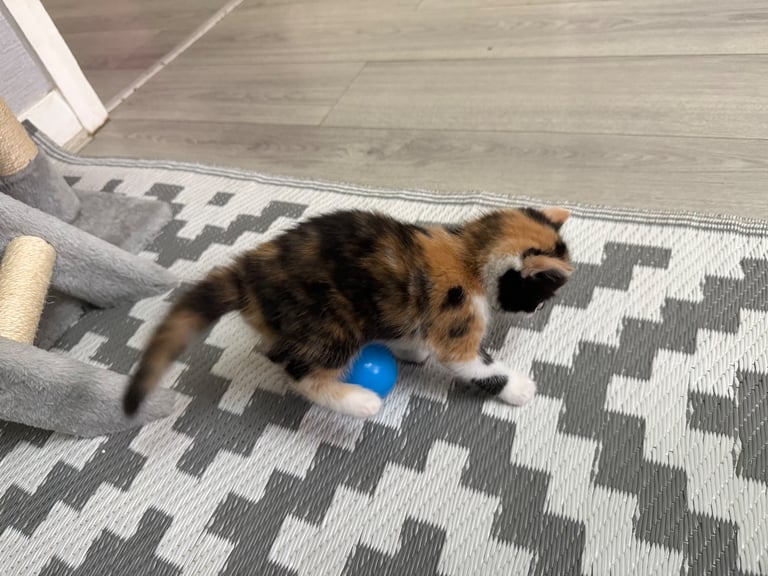 Male Half ragdoll kitten, looking for a lovely caring home