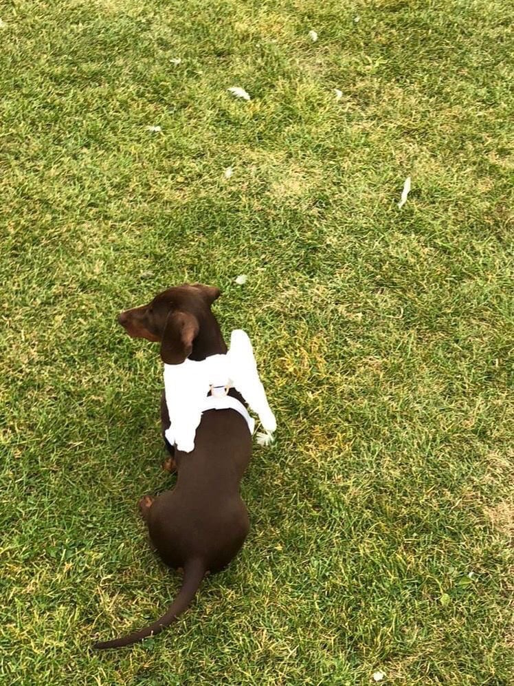 19 month old female chocolate sausage dog /dacsund 