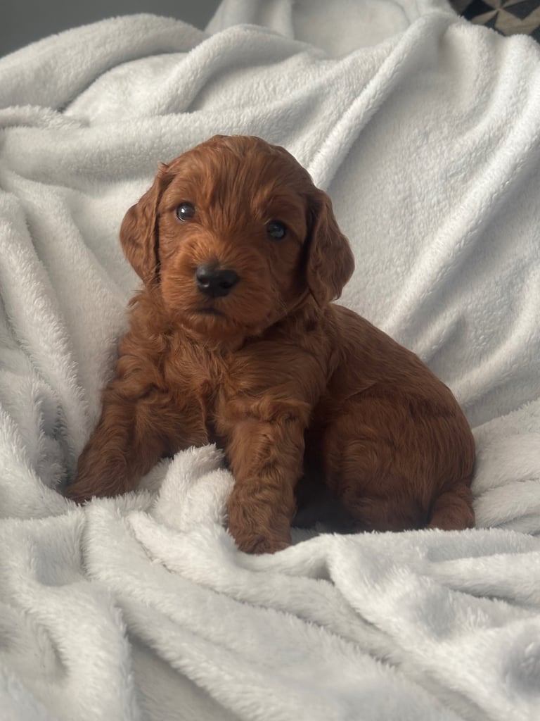 Golden doodles F1bb puppies hypoallergenic and malting