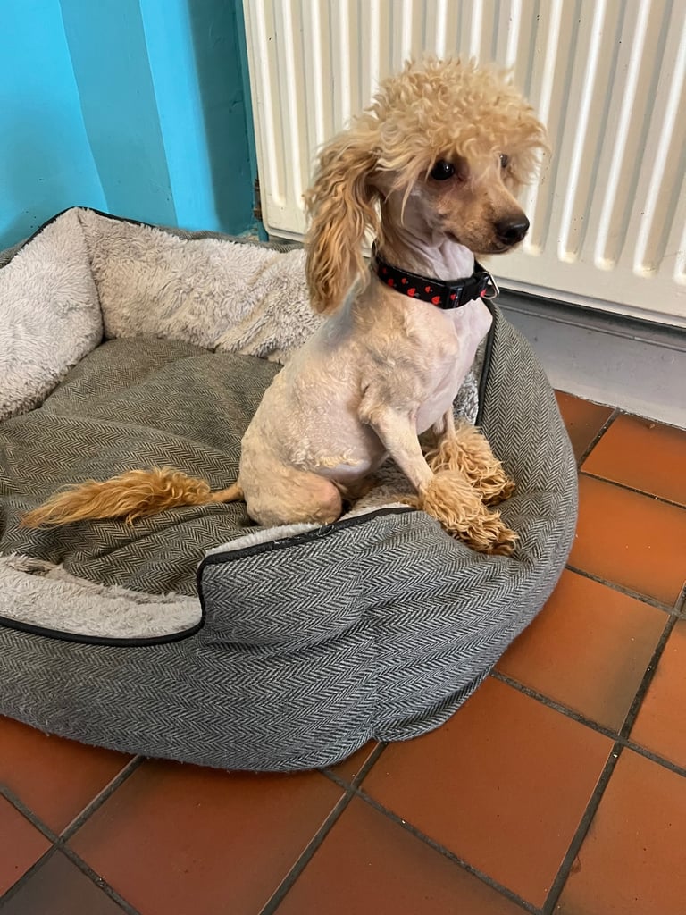 Miniature poodle male 