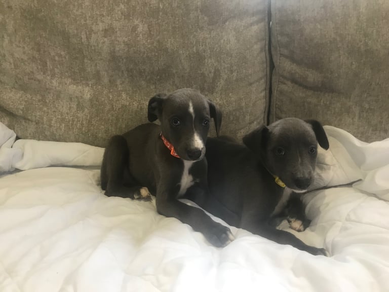 Whippet puppies 