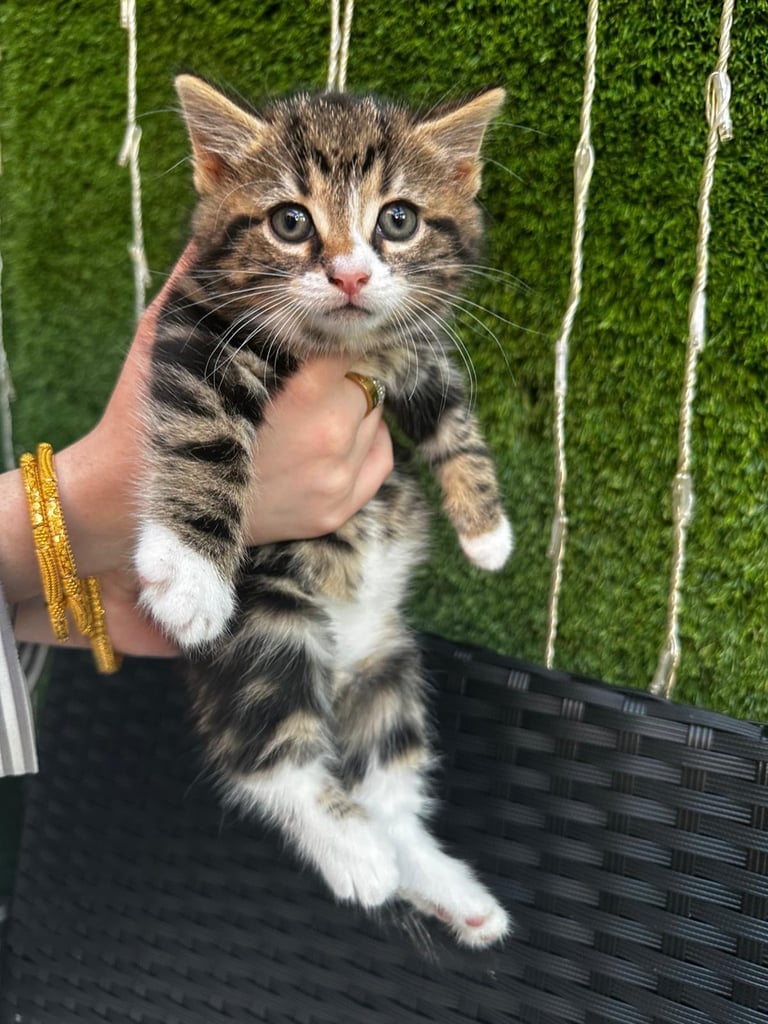 Kittens for sale 