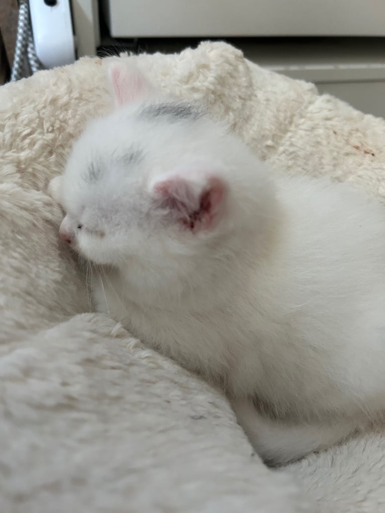 Only 2 black kittens left  READY TO LEAVE 