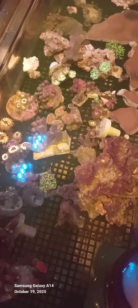 Soft corals